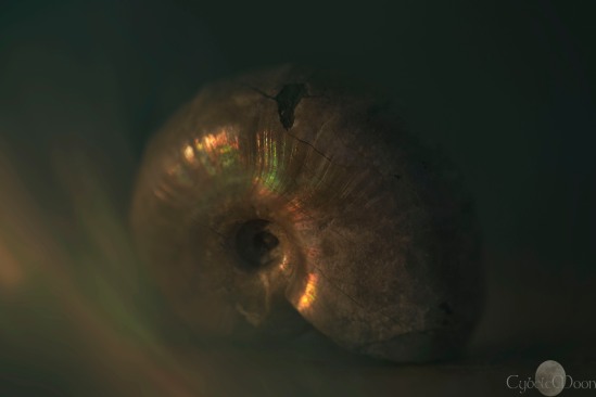 my ammonite