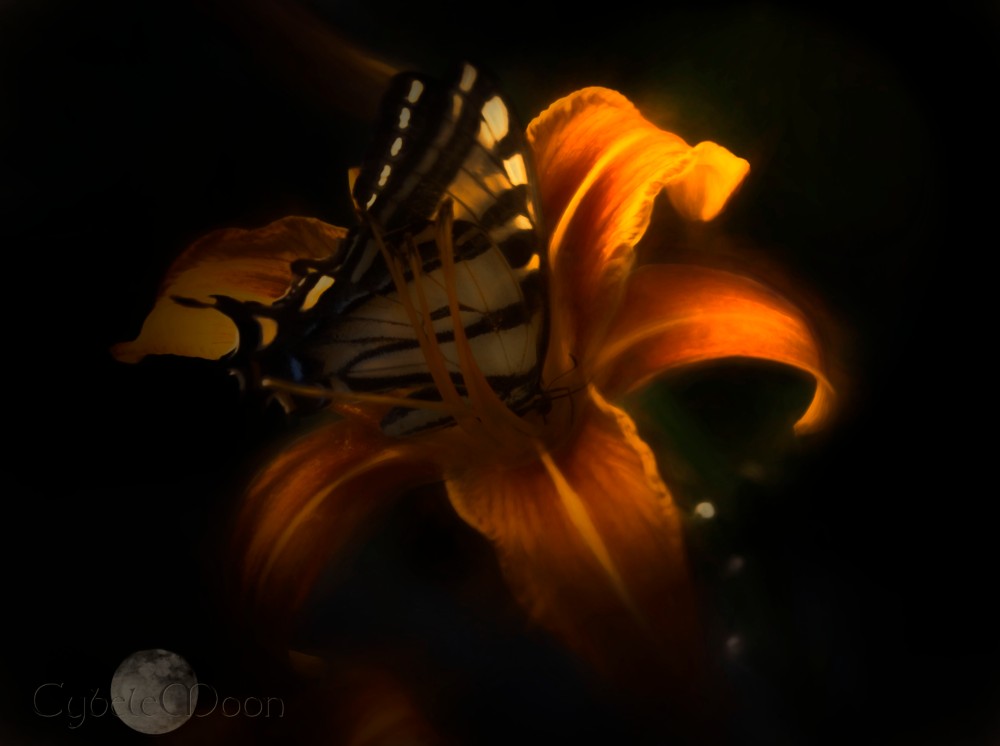 butterflyemlight