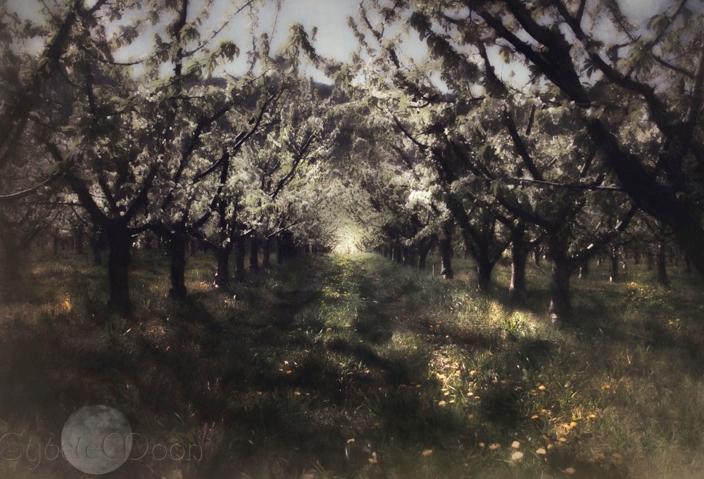 orchard2